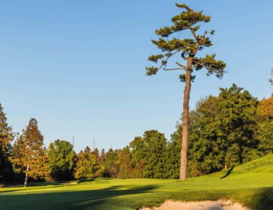 South-8-Tree-_-Fwy-opt